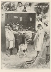 The Smithfield Club Cattle Show, the Champion and Its Admirers